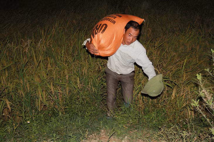 Nông dân TX Đông Triều thu hoạch lúa mùa/