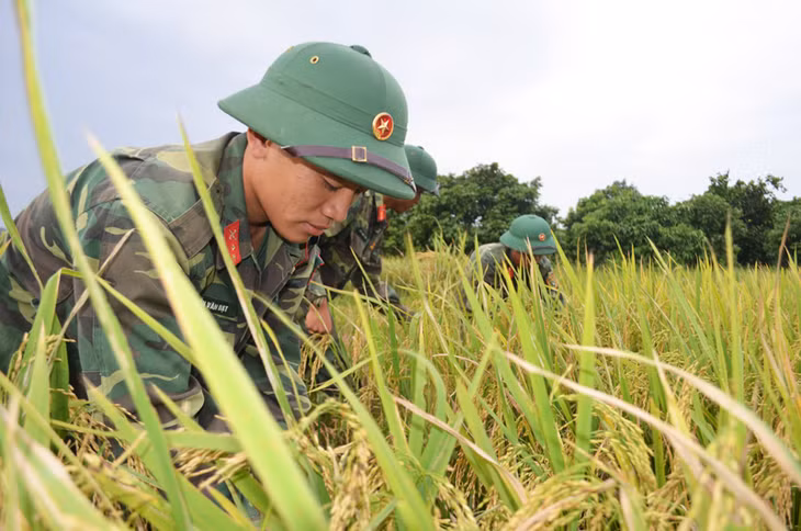 Lực lượng bộ đội giúp người dân phương Nam Khê gặt lúa