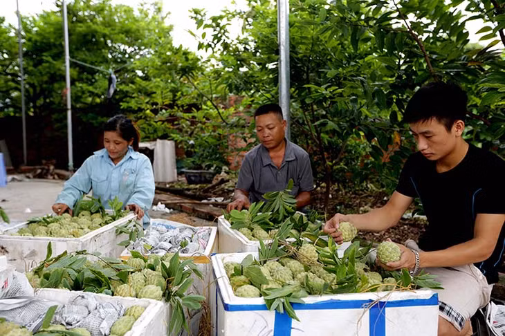 Nông Dân xã Việt Dân thu hoạch na.