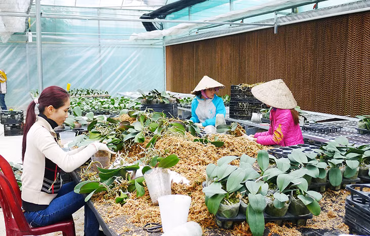 Hoa lan được sản xuất bằng phương pháp cấy mô của Công ty CP Đầu tư Agri-Tech (Hoành Bồ). Ảnh: Thu Trang