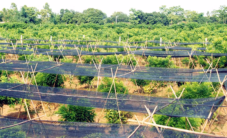Trang trại trồng trà hoa vàng của gia đình ông Lê Mạnh Quy, thôn 5, xã Quảng Minh là một trong những sản phẩm OCOP của huyện Hải Hà.