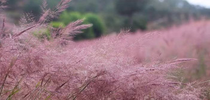  Cỏ hồng là loài hoa dại còn được biết đến với tên gọi cỏ đuôi chồn, mọc thành chùm, bụi, thân cao thẳng. Ảnh: Du lịch Đà Lạt. 