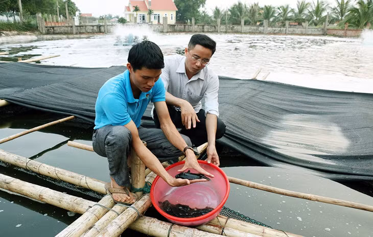 Mô hình nuôi cá song của hộ anh Trần Đông Nam (trái) hiện thu lãi từ 60.000-80.000 đồng/kg.