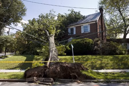 Một cây to bị nhổ bật gốc vì bão Irene và đổ vào một căn nhà ở thủ đô Washington. Ảnh: AFP