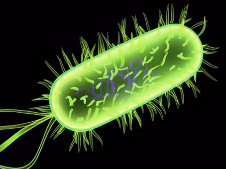 Vi khuẩn E.coli bacterium. Ảnh: meningitis101.com.