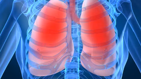 Những lá phổi nhân tạo có kích thước và khả năng hoạt động giống hệt với lá phổi tự nhiên. Ảnh minh họa.