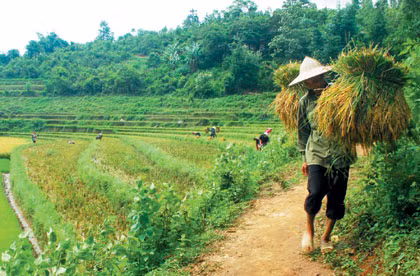 Năm nay cả lúa và hồi của Đồng Văn đều được mùa.