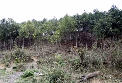  Cây quế mới trồng trên đất rừng Ba Chẽ. Ảnh: Đỗ Giang