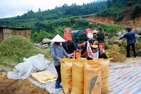 Bà con xã Đồng Văn, huyện Bình Liêu đang thu hoạch lúa vụ chiêm 2011.