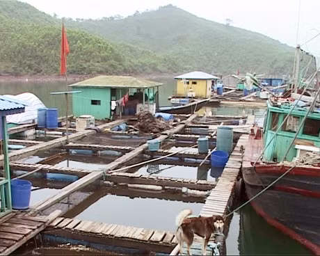Nuôi cá lồng bè - một trong những mô hình đem lại hiệu quả kinh tế cao cho người dân xã Đầm Hà (huyện Đầm Hà)