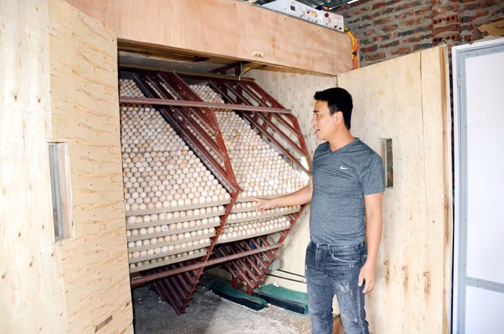 HTX Sản xuất, kinh doanh nông nghiệp Tuyền Hiền (xã Quảng Tân, huyện Đầm Hà) đầu tư nhiều máy móc, thiết bị tiên tiến cho sản xuất giống gà bằng phương pháp thụ tinh nhân tạo.