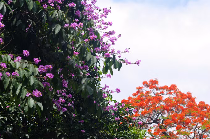 ​Cùng với phượng vĩ, bằng lăng được coi là biểu tượng của mùa hè, đặc biệt gắn bó với tuổi học trò lãng mạn.