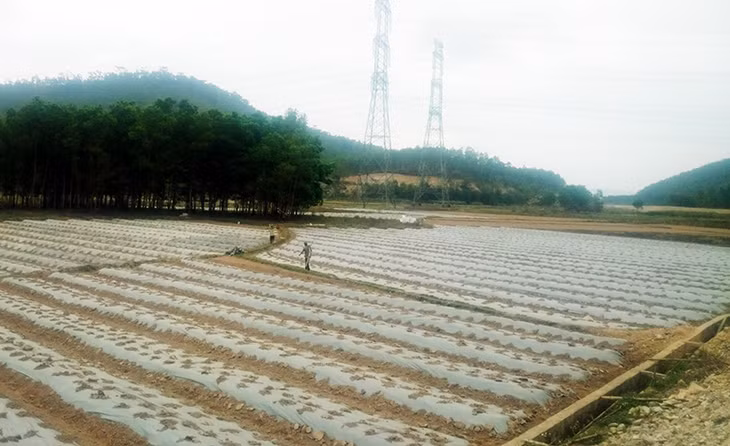 Dự án chống ngập lụt khu Ba Sào, thôn Đá Trắng (xã Thống Nhất, huyện Hoành Bồ) hiện đang trong giai đoạn mở thầu lựa chọn nhà thầu xây dựng. Trong ảnh: Cánh đồng dưa hấu thôn Ba Sào.