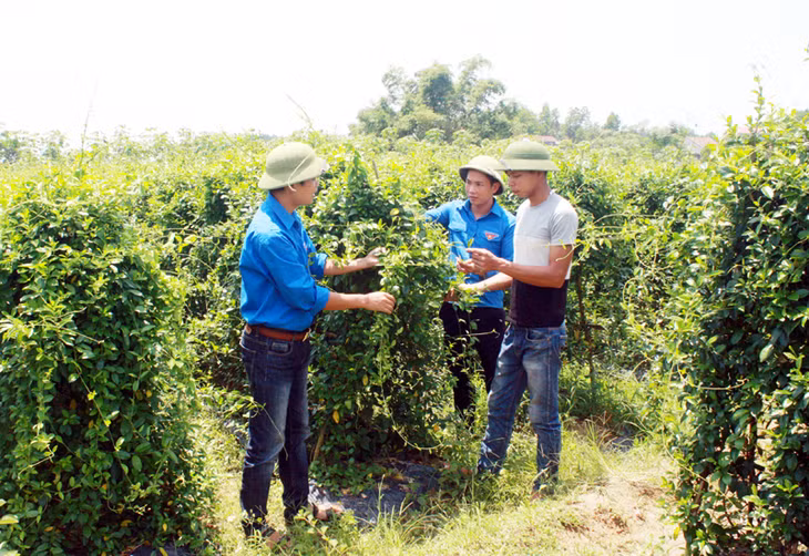 Cán bộ Đoàn Thanh niên xã Đông Hải (huyện Tiên Yên) thường xuyên định hướng, giúp đỡ ĐVTN trong xã phát triển các mô hình kinh tế phù hợp.