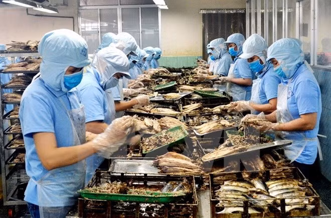 Chế biến hải sản xuất khẩu. (Ảnh: Thế Lập/TTXVN)