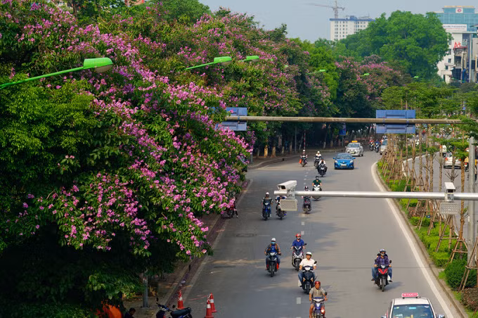 Khắp các ngõ phố những ngày này, đâu đâu cũng ngợp trời sắc tím lãng mạn và giản dị của bằng lăng. Người Hà Nội đặc biệt rất yêu hoa, và bằng lăng chính là một trong những loài cây được trồng nhiều nhất, với mật độ dầy đặc từ trung tâm phố cũ đến các khu đô thị mới.