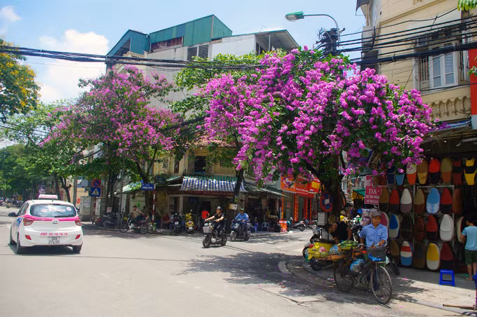 Những cây bằng lăng như bông hoa khổng lồ che bóng mát giữa ngã 4 Phùng Hưng - Hà Trung.