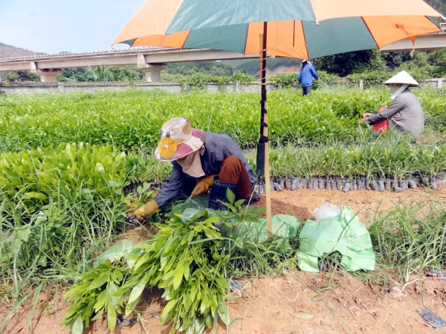 Tỉnh đang xây dựng phương án điều chỉnh tổng thể về sắp xếp, đổi mới 7 doanh nghiệp lâm nghiệp. Trong ảnh: Thu hoạch cây giống tại Công ty TNHH MTV Lâm nghiệp Ba Chẽ. 