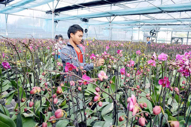 Ứng dụng KHCN vào phát triển vùng trồng hoa chất lượng cao ở huyện Hoành Bồ. Trong ảnh: Mô hình trồng hoa lan hồ điệp của HTX Hoa Phước Long (thị trấn Trới, Hoành Bồ).