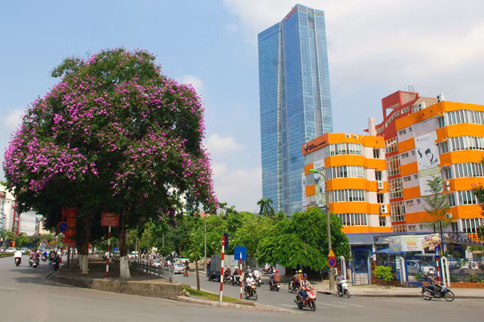 Nhưng đẹp nhất vẫn là tuyến phố Kim Mã, với những gốc cây bằng lăng lâu năm, ào ạt khoe sắc bên cạnh tòa nhà cao tầng.