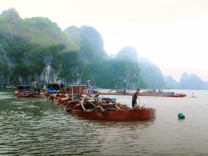 Các tàu khai thác cát trái phép bị Công an TP Hạ Long bắt giữ