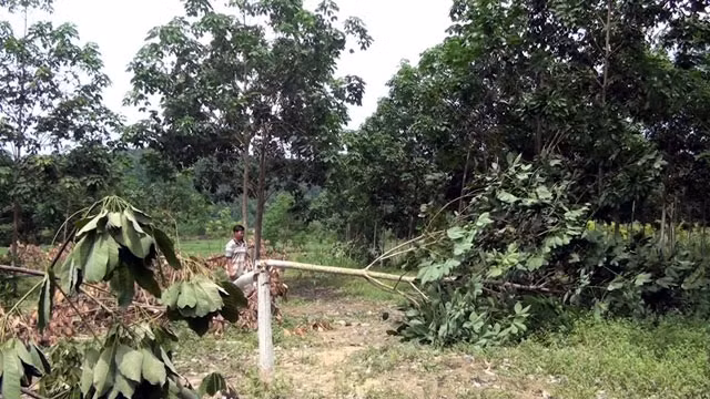 Hiện trường vụ chặt phá cây cao-su.