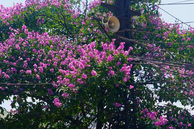 Phủ kín cột điện và loa phường, những nhân chứng sống của biết bao thăng trầm Hà Nội.