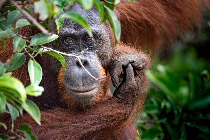 Kalimantan, Borneo Kalimantan, vùng lãnh thổ Indonesia trên đảo Borneo, có vườn quốc gia Tanjung Puting. Đây là nơi duy nhất du khách có thể nhìn thấy loài đười ươi Borneo sắp tuyệt chủng. Vườn quốc gia này có những chiếc thuyền klotok truyền thống đưa du khách đi khám phám khu rừng và chiêm ngưỡng nhiều loài động vật khác như vượn, báo gấm, cá sấu Ấn Độ...