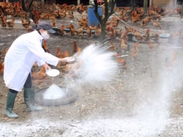Rắc vôi bột phòng chống dịch bệnh tại khu vực trang trại chăn nuôi. (Ảnh: Đình Huệ/TTXVN)