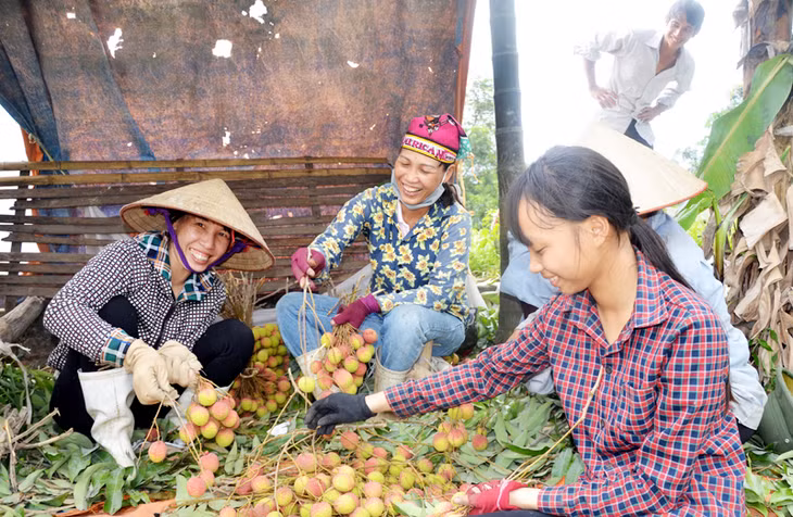 Người dân thu hoạch vải chín sớm Phương Nam, TP Uông Bí. Ảnh: VIỆT HOA