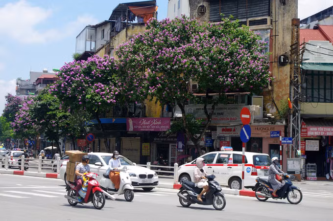 Trên ngã 6 Cửa Nam, bằng lăng nở hoa rực rỡ. Sắc tím khiến đường phố như dịu dàng hẳn giữa cái oi nồng và mật độ xe cộ rất đông của Hà Nội.