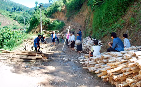 Bà con thôn Cao Lâm thu hoạch gỗ keo.