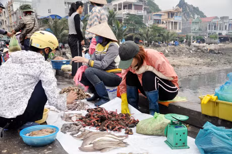 Thuỷ sản khai thác được ngư dân bán tại cảng Cái Rồng (Vân Đồn).