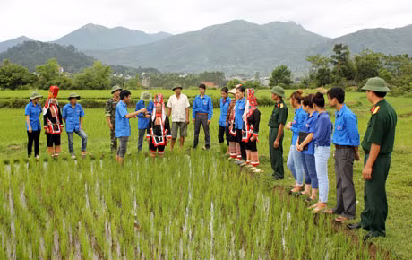 CBCS Lâm trường 156 (Đoàn Kinh tế - Quốc phòng 327) hướng dẫn nhân dân bản Bắc Cương, xã Hoành Mô (Bình Liêu) canh tác giống lúa mới. Ảnh: Quang Minh