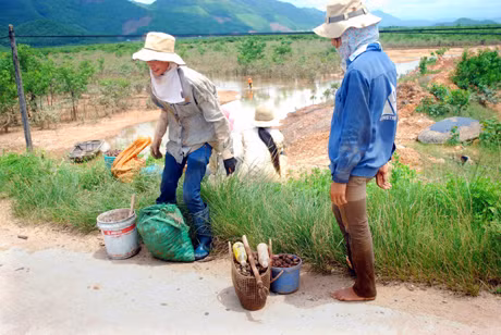 Rừng ngập mặn tạo việc làm cho nhiều phụ nữ xã Tiến Tới.