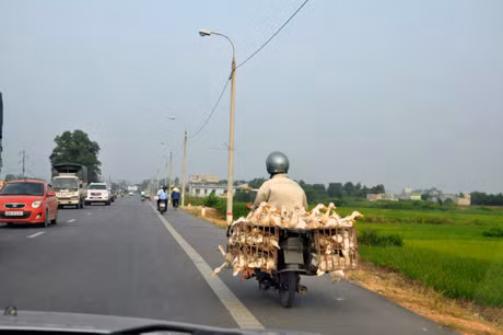 Việc quản lý vận chuyển gia cầm còn nhiều lỏng lẻo khiến cho công tác phòng bệnh gặp nhiều khó khăn.