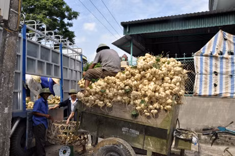 Thương lái đến thu mua củ đậu tại xã Tân Việt.