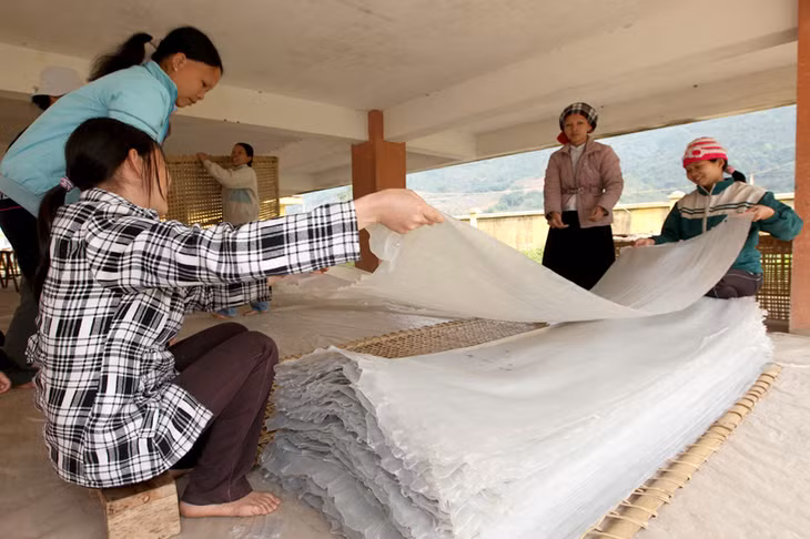 Miến được phơi khô. Miến được phơi khô.