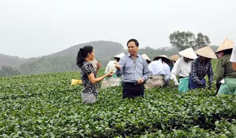 Đồng chí Đặng Huy Hậu thăm khu vực trồng chè ngọc Thúy của Doanh nghiệp Thuấn Quỳnh, xã Đường Hoa (Hải Hà).