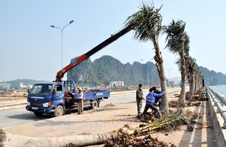 Công nhân Công ty Cây xanh công viên Quảng Ninh trồng cây xanh dọc đường bao biển núi Bài Thơ.