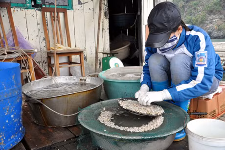 Sản xuất giống ngao giá tại Công ty TNHH Đỗ Tờ (Vân Đồn).