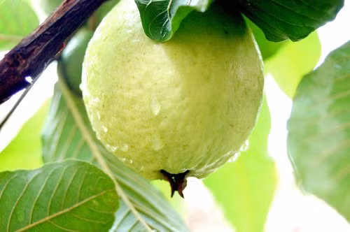 Ổi vừa có vitamin C vừa có chất chát làm êm dịu đường ruột.