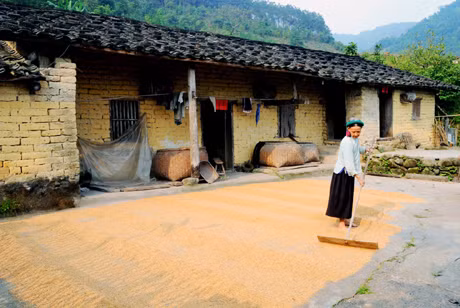 Phụ nữ Sán Dìu phơi thóc. Ảnh: Khắc Đạm
