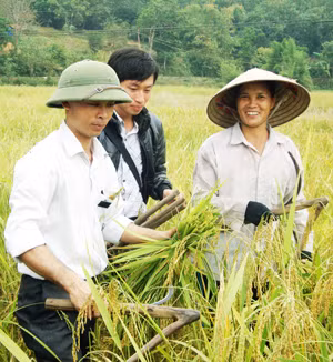 Niềm vui của người dân xã Đông Ngũ khi thu hoạch giống lúa CNR-02 đã cho năng suất cao.