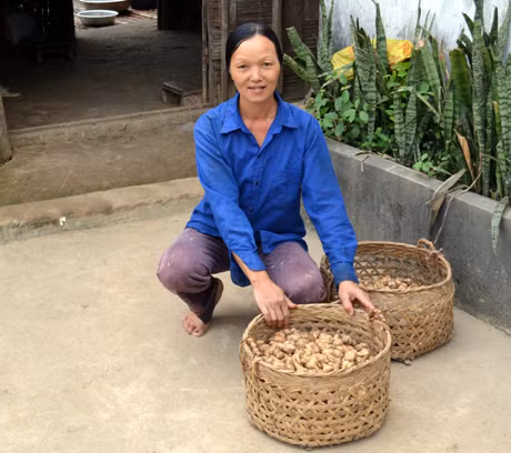 Nhờ có nguồn thu từ củ địa liền mà gia đình chị Voòng Nhì Múi, thôn Nam Hả, huyện Ba Chẽ đã thoát nghèo.