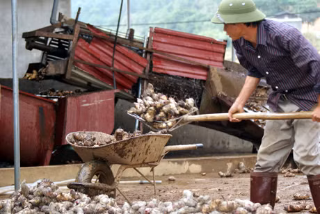 Người dân xã Húc Động (Bình Liêu) đưa củ dong riềng đi sơ chế.