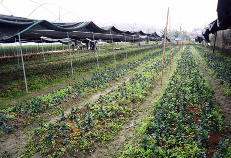 Cây hoa cát tường khi mới được xuống giống tại HTX sản xuất dịch vụ rau, hoa, cây cảnh Việt Hưng.