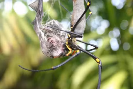 Một con nhện ăn dơi tại Australia. Ảnh: Livescience.