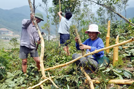 Người dân xã Đại Dực đang thu hoạch quế đầu vụ.