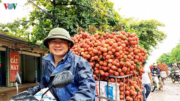 Vải thiều của Việt Nam từ nhiều năm nay vẫn được Trung Quốc ưa chuộng.